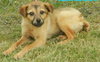 Leon - Puppy