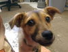 Leon - Puppy