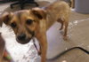 Leon - Puppy