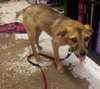 Leon - Puppy