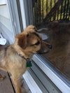 Leon - Puppy