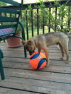 Leon - Puppy