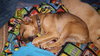 Leon - Puppy