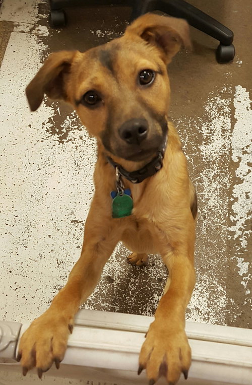 Leon - Puppy