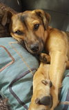 Leon - Puppy