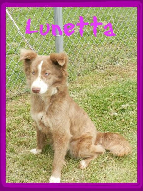 Lunetta