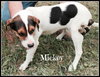 Mickey -Pup
