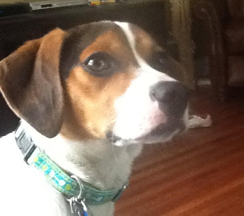 Mickey -Pup