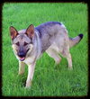 Kera
