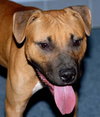 Luca