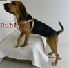 Rubi