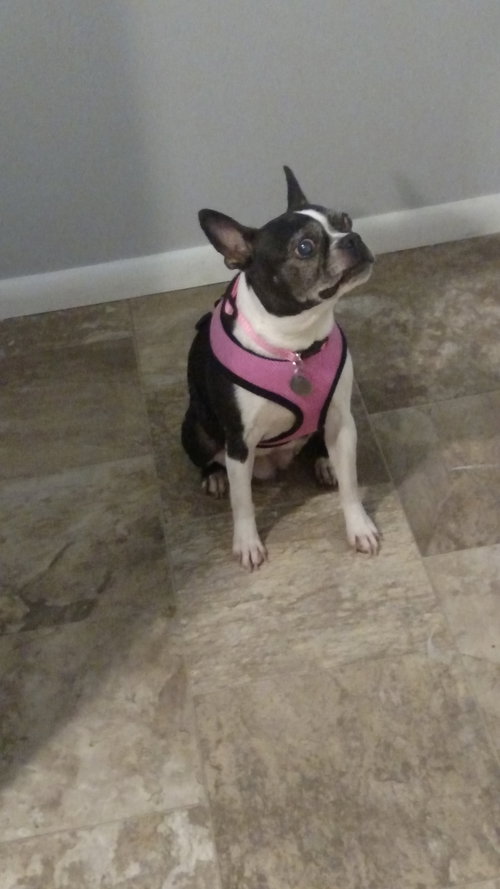 Duchess