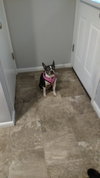 Duchess