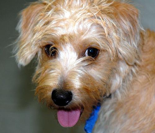 Benji