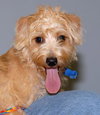Benji