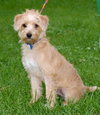 Benji
