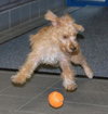 Benji