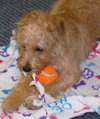 Benji