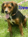 Jive