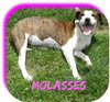 Molasses
