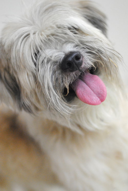 Benji