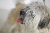 Benji