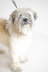 Benji