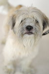 Benji