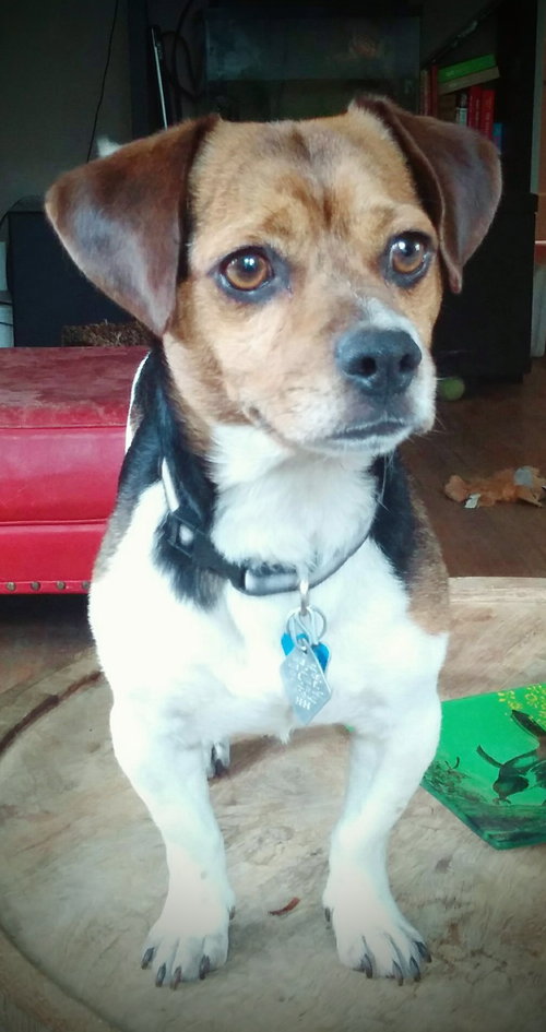 Scrappy