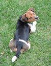Scrappy