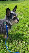 Lulu