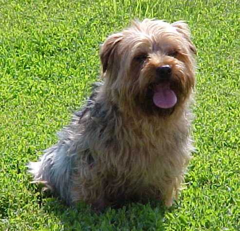 Buster