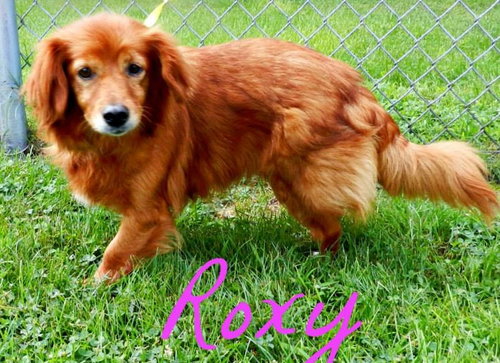 Roxy