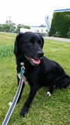 Suri