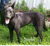 Sashi -PUP