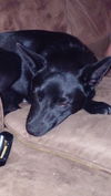 Sashi -PUP