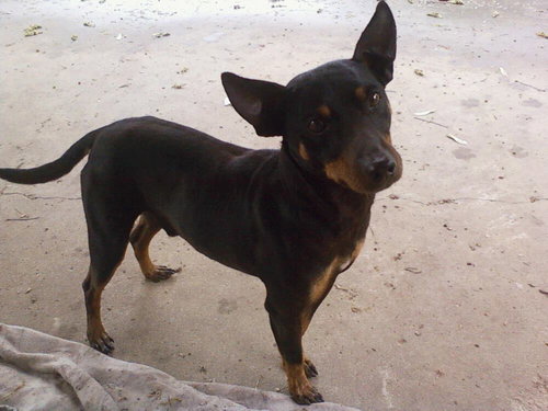 Kody