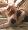 Brutus