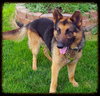 Bruno