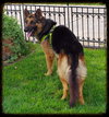 Bruno