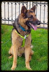 Bruno