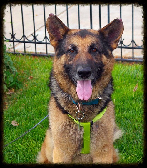 Bruno