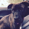 Amore-Urgent Foster Needed