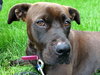 Amore-Urgent Foster Needed