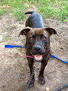 Amore-Urgent Foster Needed