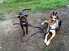 Amore-Urgent Foster Needed