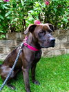 Amore-Urgent Foster Needed
