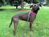 Amore-Urgent Foster Needed