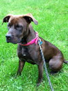 Amore-Urgent Foster Needed