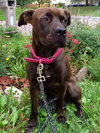Amore-Urgent Foster Needed